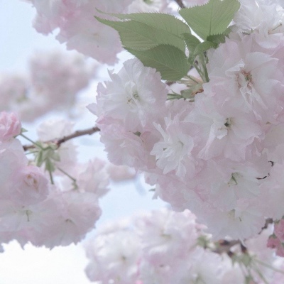 镇雄FurryQQ群介绍